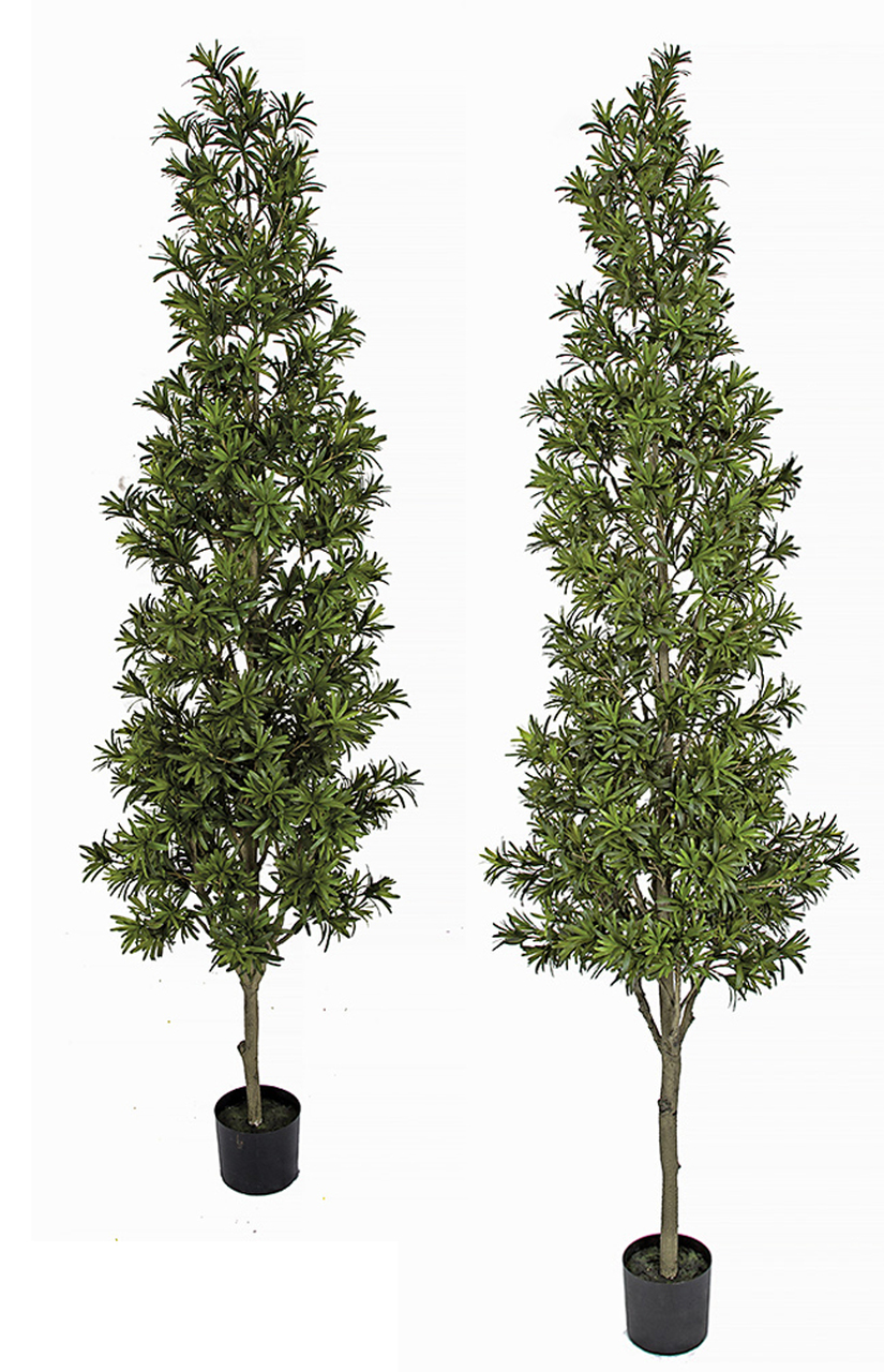 8 Foot Podocarpus Topiary Tree